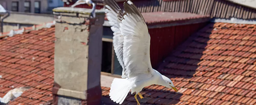 Residential Chimney Animal Removal Solution in Fair Oaks, VA