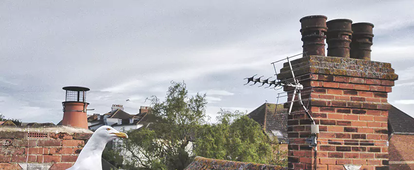 Chimney Cleaning And Restoration in Fair Oaks, Virginia